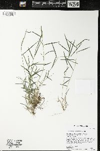 Muhlenbergia schreberi image