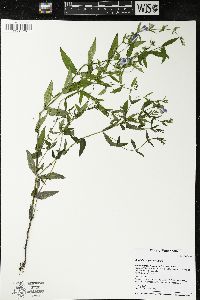 Scutellaria galericulata image