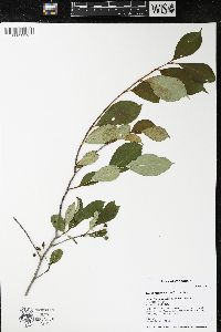 Aronia melanocarpa image