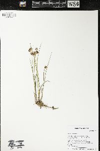 Juncus nodosus image