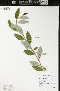 Elaeagnus umbellata image