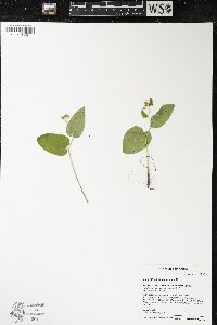 Maianthemum canadense image