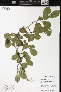 Crataegus punctata image