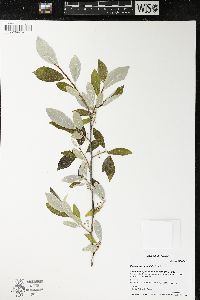 Elaeagnus umbellata image