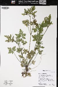 Geranium robertianum image