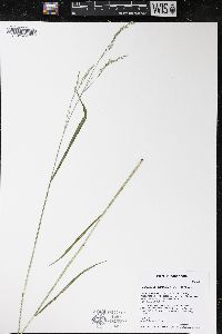 Festuca subverticillata image