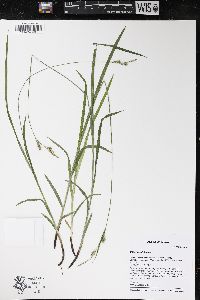 Carex hirtifolia image