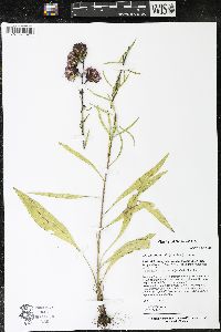 Liatris ligulistylis image