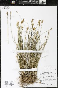 Carex adusta image