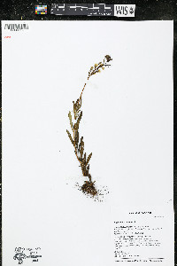 Oenothera perennis image