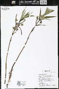 Lysimachia thyrsiflora image