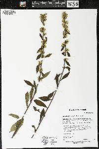 Solidago hispida image