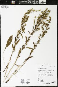 Solidago speciosa image