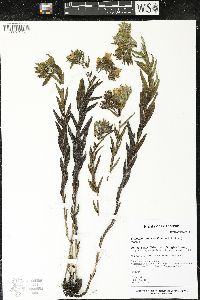 Lithospermum caroliniense image