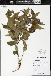 Diervilla lonicera image