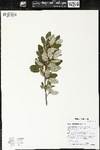 Shepherdia canadensis image