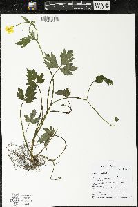 Ranunculus repens image