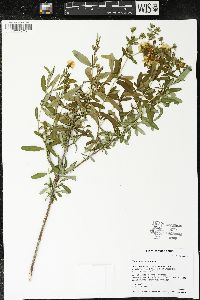 Hypericum kalmianum image