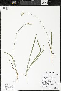 Carex hirtifolia image