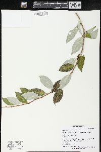 Elaeagnus umbellata image