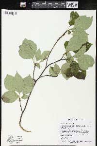 Cornus alternifolia image