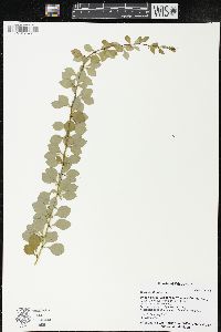 Berberis thunbergii image