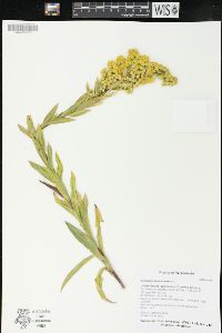 Solidago sempervirens image