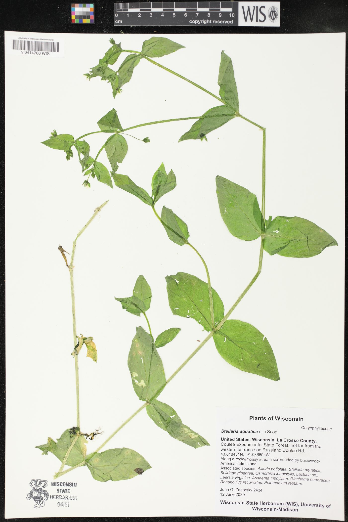 Stellaria aquatica image