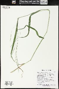 Festuca subverticillata image