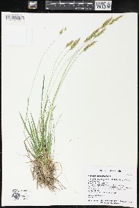 Anthoxanthum odoratum image