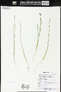 Carex typhina image