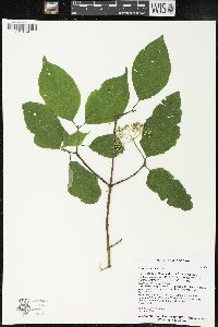 Cornus rugosa image