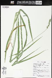 Carex sparganioides image