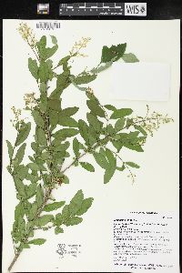 Ligustrum vulgare image