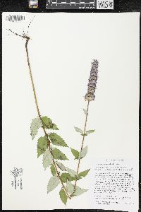 Agastache foeniculum image