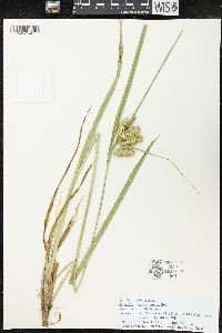 Carex comosa image