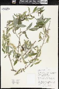 Salix amygdaloides image