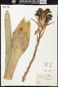 Billbergia pyramidalis image