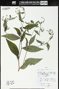 Hackelia virginiana image