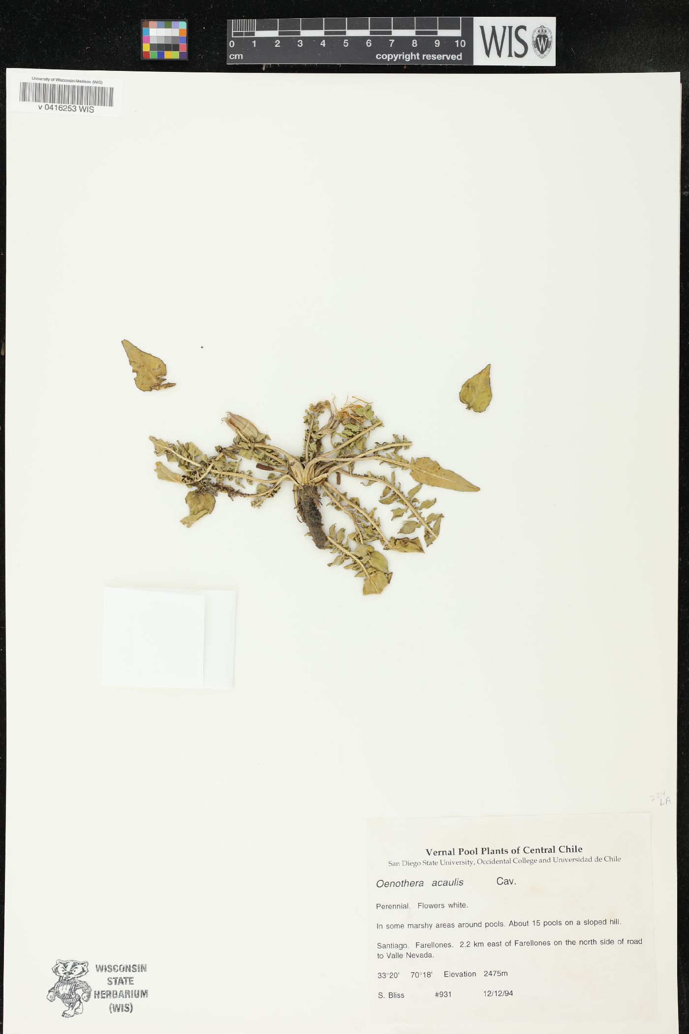 Oenothera acaulis image