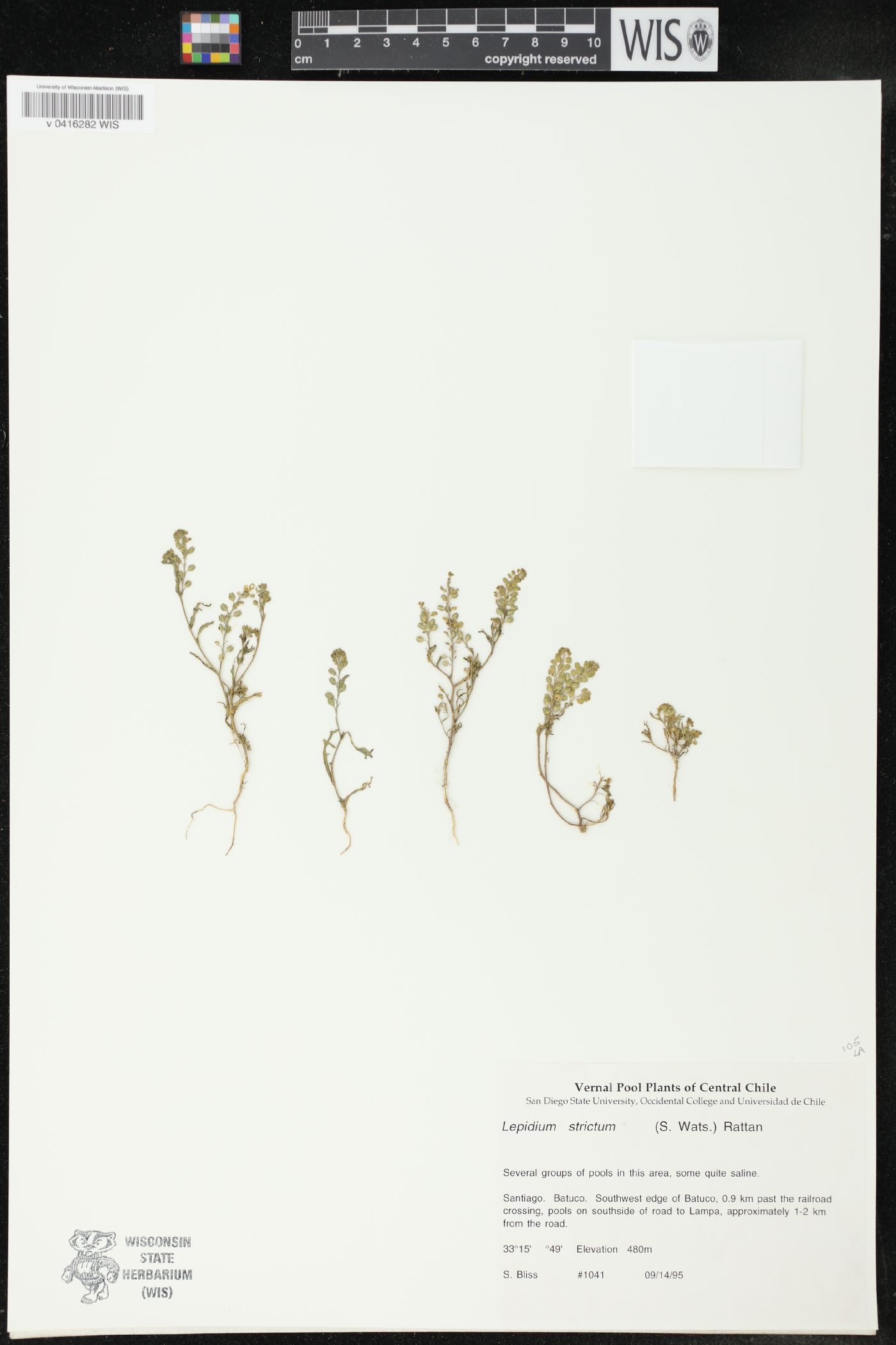 Lepidium strictum image