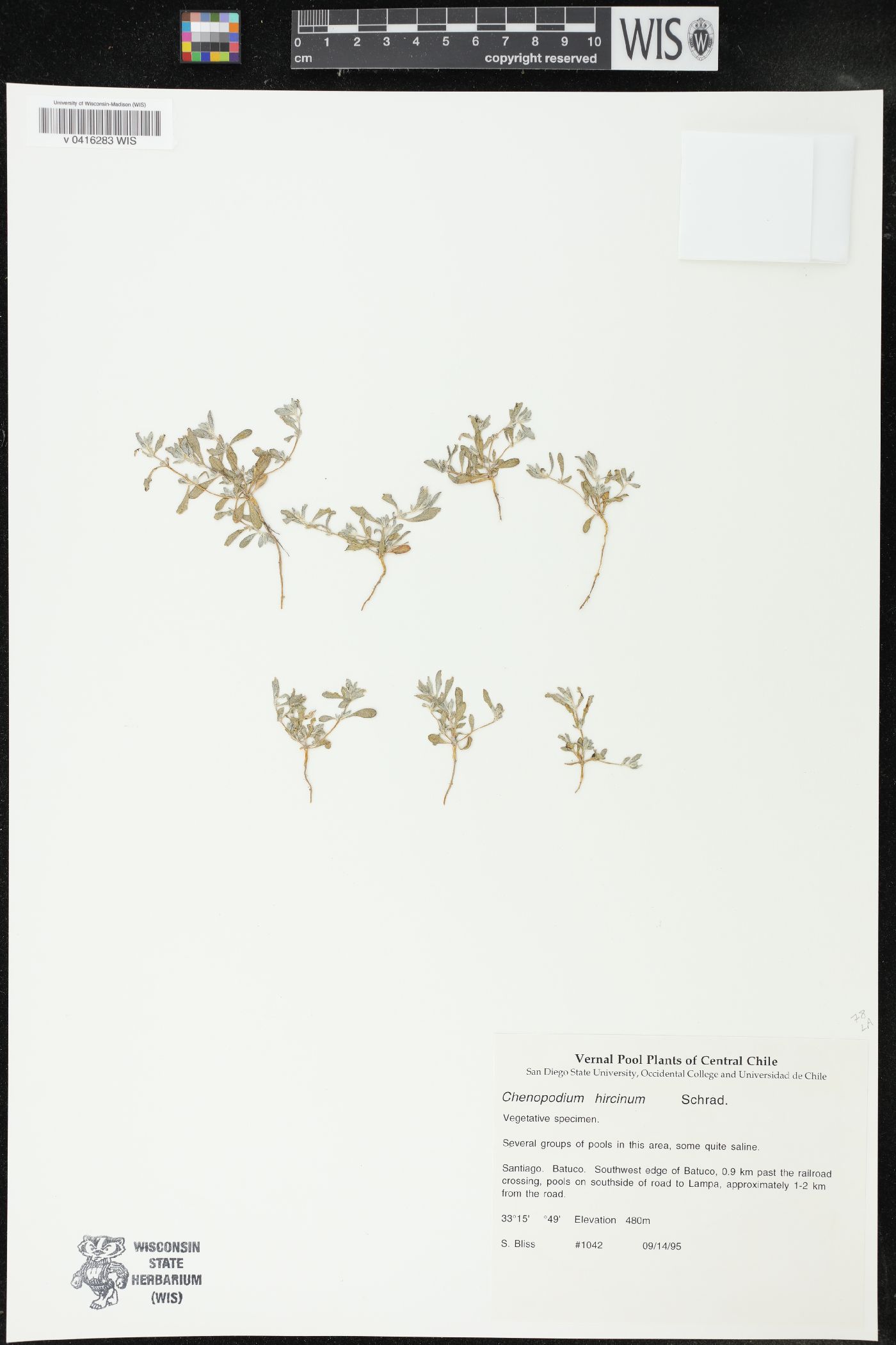 Chenopodium hircinum image