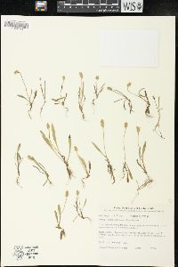 Plantago firma image