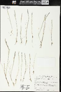 Deschampsia berteroana image