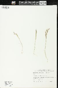 Deschampsia berteroana image