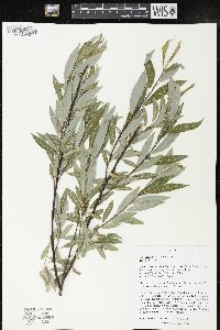 Salix petiolaris image