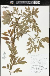 Vaccinium angustifolium image