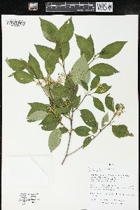 Cornus racemosa image