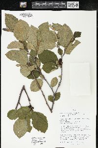 Alnus incana subsp. rugosa image