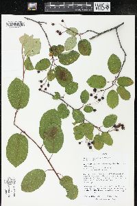 Amelanchier laevis image